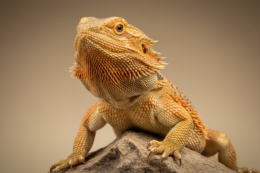 Can Bearded Dragons Eat Basil? Safe Herbs for Your Pet Reptile