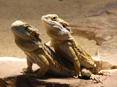 Bearded dragon