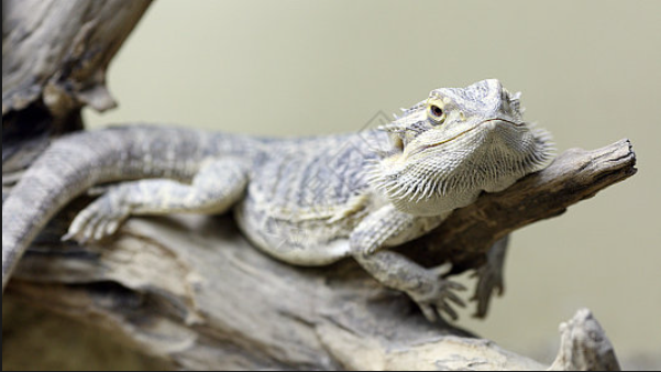 Bearded dragon