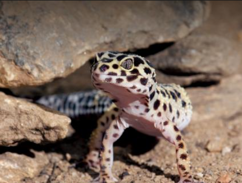 Leopard gecko