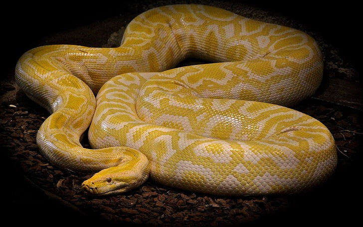 Ball python