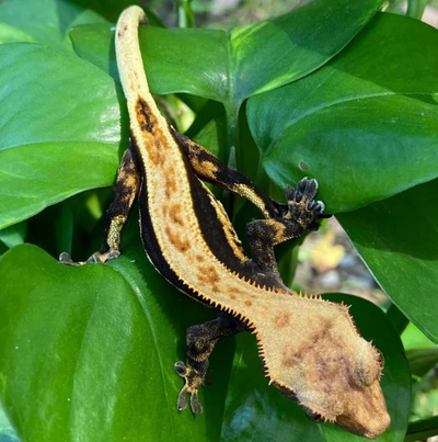 Crested gecko