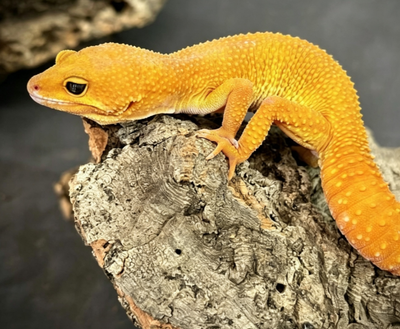 Leopard gecko