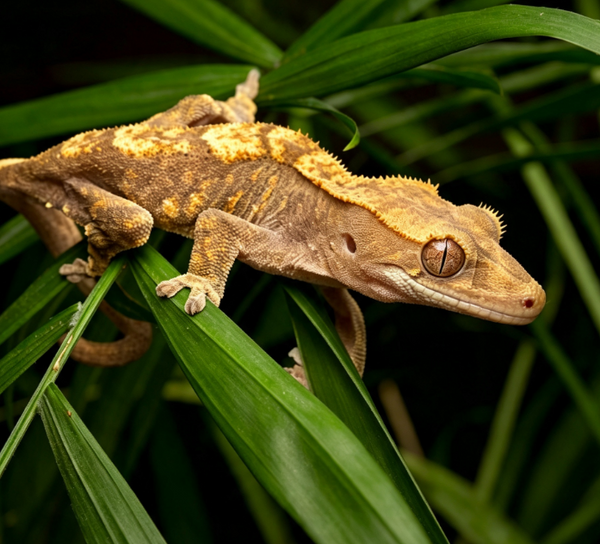 Crested gecko