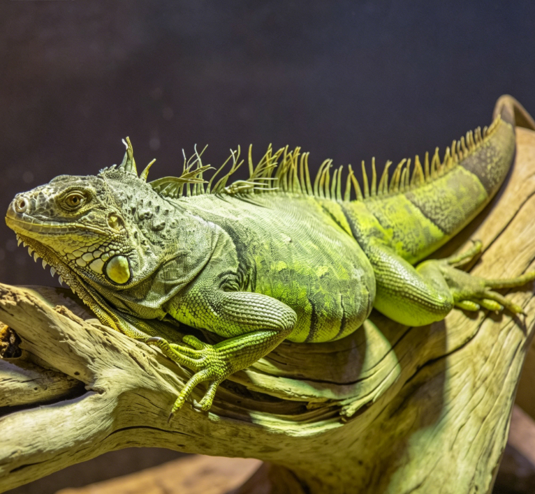 Green iguana