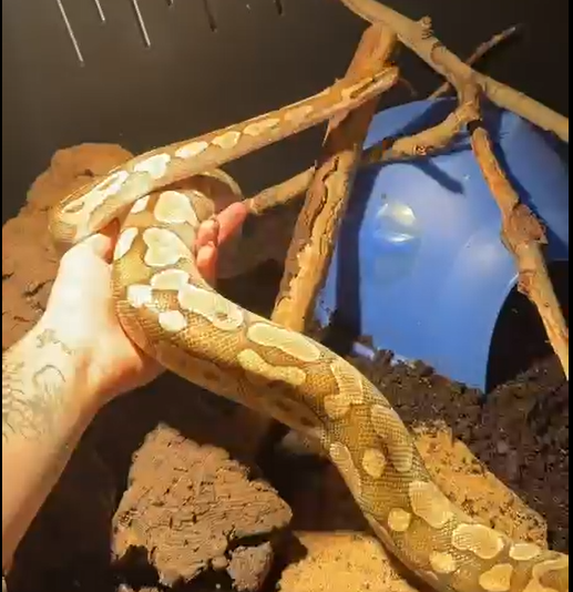 Amanda