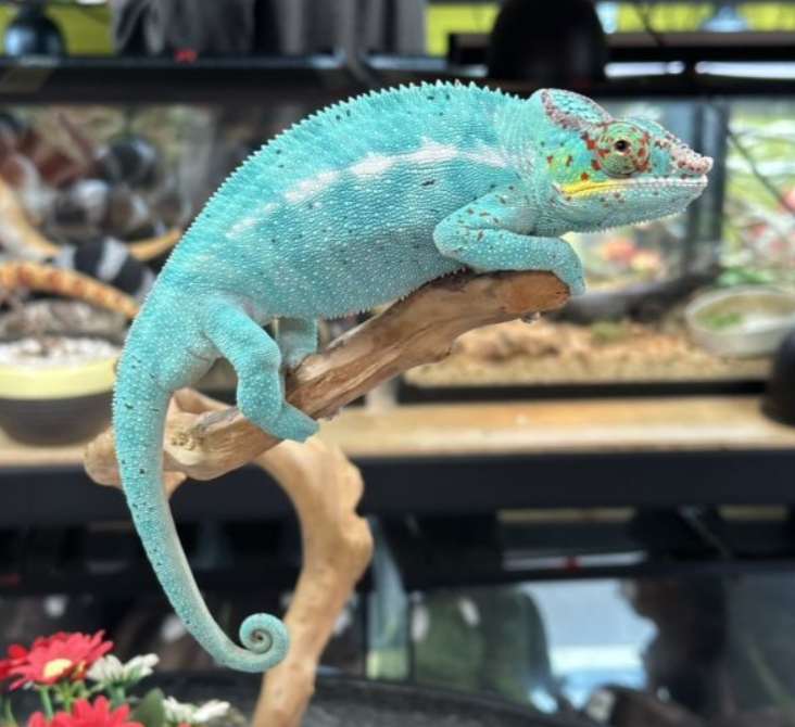 Chameleon