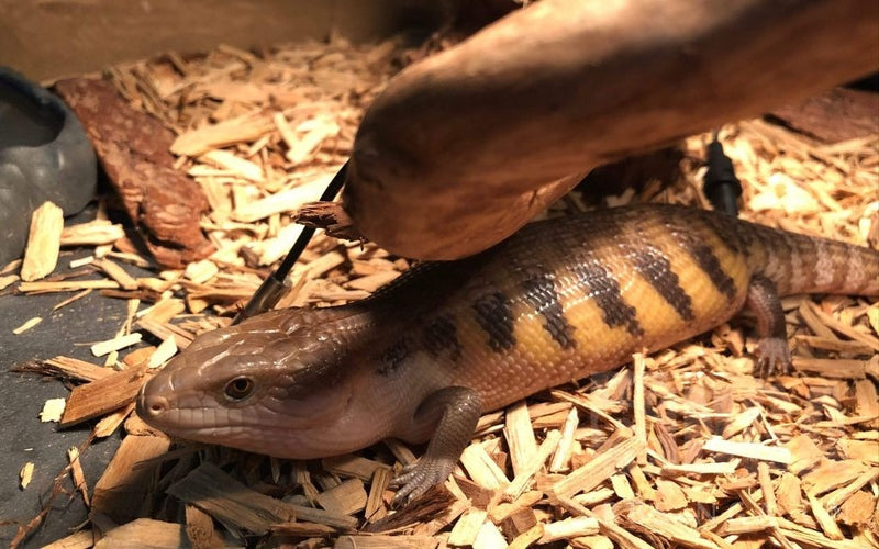 Skink