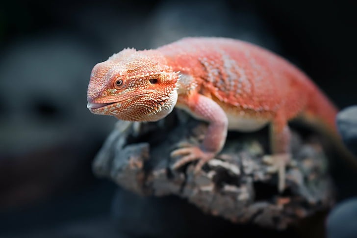 Bearded dragon