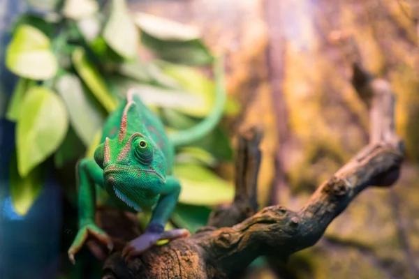 chameleon
